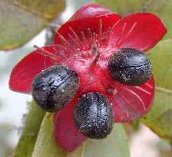 Mickey Mouse Plant(Ochna thomasiana)