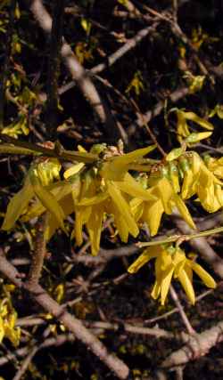 Border Forsythia(Forsythia Χ intermedia)