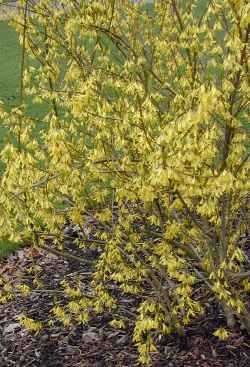 Greenstem Forsythia(Forsythia viridissima)