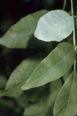 White Ash, Biltmore Aash(Fraxinus americana)
