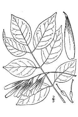 Green Ash, Red Ash(Fraxinus pennsylvanica)