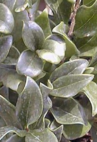 Japanese Privet, Wax Leaf Privet(Ligustrum japonicum)