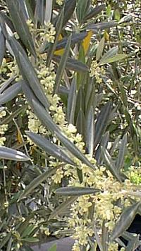 Olive (Olea europea)