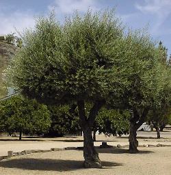 Olive (Olea europea)