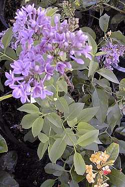 Lilac, Persian Lilac(Syringa persica)