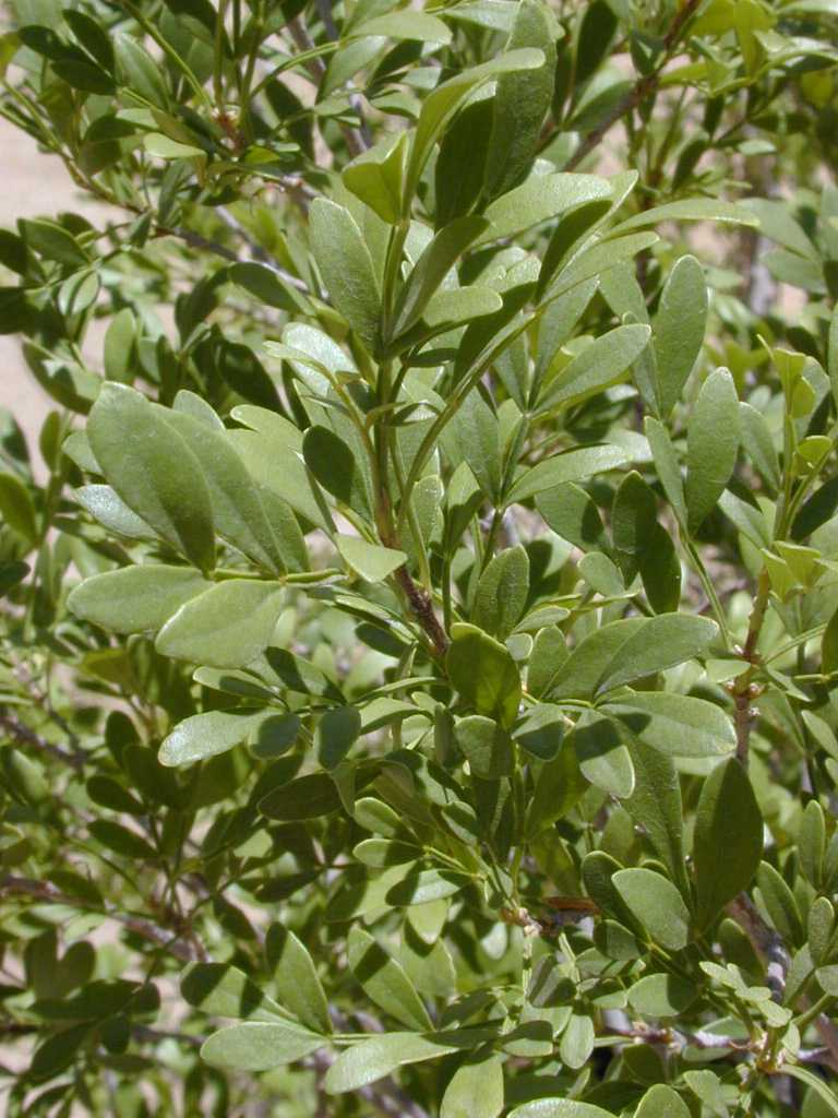 Fraxinus greggii (Little Leaf Ash) - Mountain States Wholesale Nursery