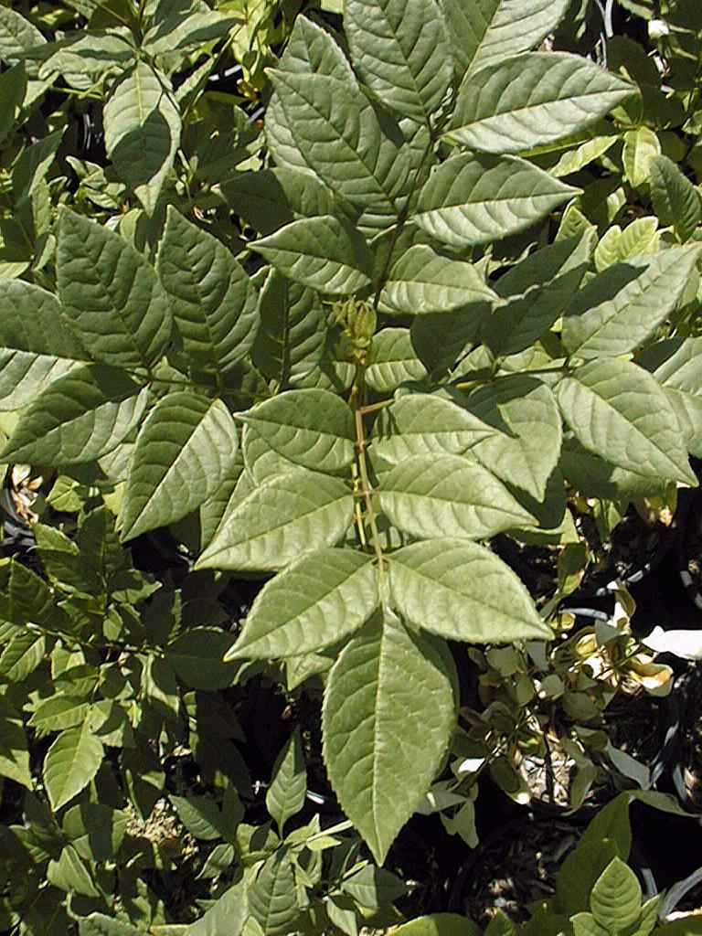 fraxinus uhdei leaf