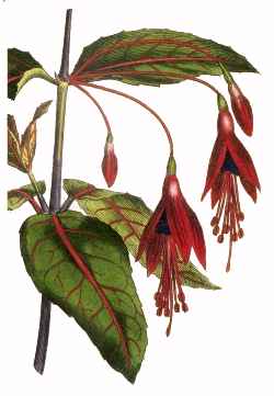 Hardy Fuchsia(Fuchsia magellanica)