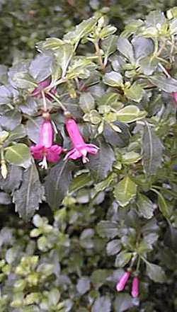 Fuchsia microphylla