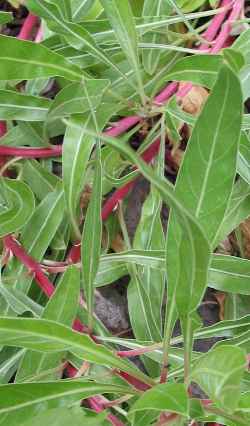 Ozark Sundrop, Yellow Evening Primrose(Oenothera macrocarpa)