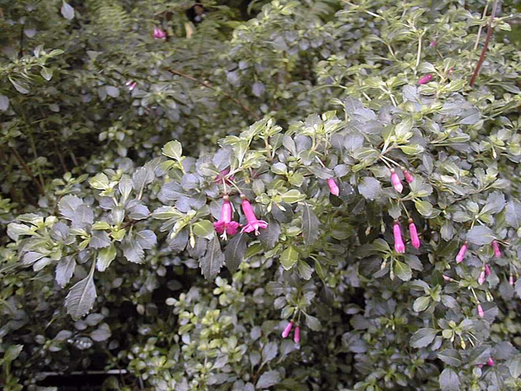 Fuchsia microphylla