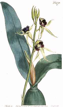 Cockle Orchid, Clamshell Orchid(Encyclia cochleata)