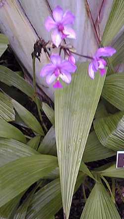 Philippine Ground Orchid(Spathoglottis plicata)