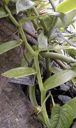 Vanilla orchid(Vanilla planifolia)
