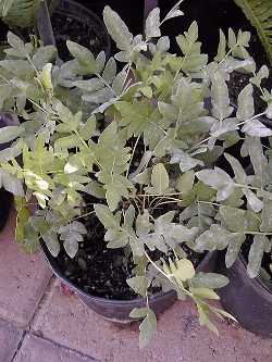 Royal Fern, Flowering Fern(Osmunda regalis)