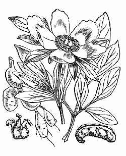 Common Peony(Paeonia officinalis)