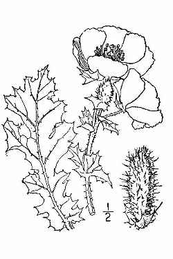 Crested Prickly Poppy(Argemone polyanthemos)