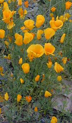 Mexican Gold Poppy(Eschscholzia californica ssp. mexicana )