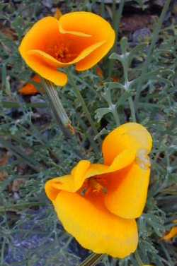 Mexican Gold Poppy(Eschscholzia californica ssp. mexicana )