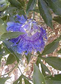 Crato Passion Fruit(Passiflora cincinnata)