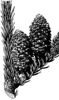 Southern Balsam Fir, Fraser Fir(Abies fraseri)