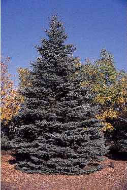 Blue Spruce, Colorado Spruce(Picea pungens)