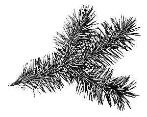 Sitka  Spruce, Menzies spruce(Picea sitchensis)