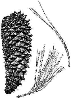Knobcone  Pine(Pinus attenuata)