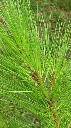 Slash Pine, Honduras Pine(Pinus elliottii)