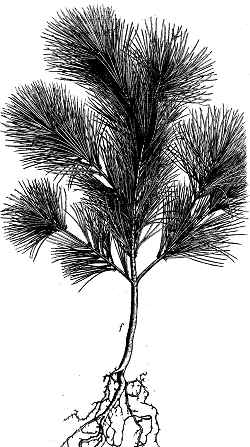 Eastern White Pine(Pinus strobus)