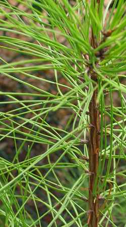Loblolly Pine, Shortleaf Pine(Pinus taeda)