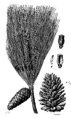 Loblolly Pine, Shortleaf Pine(Pinus taeda)