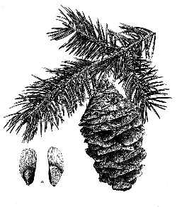 Bigcone Douglas-Fir, Bigcone Spruce(Pseudotsuga macrocarpa)