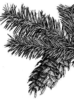 Douglas Fir(Pseudotsuga menziesii)