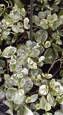 Baby Rubberplant(Peperomia obtusifolia)