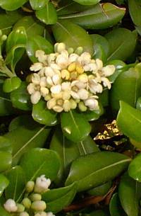 Japanese Pittosporum, Mock Orange (Pittosporum tobira)