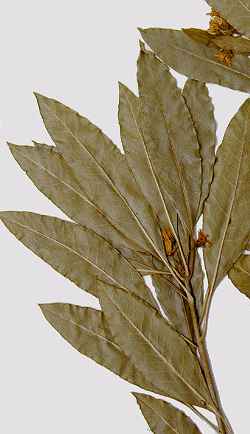 Sweet Pittosporum, Victorian Box(Pittosporum undulatum)