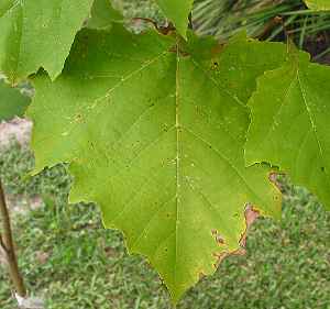 American Sycamore, Buttonwood(Platanus occidentalis)