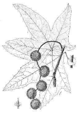 California Sycamore, California Plane Tree(Platanus racemosa)