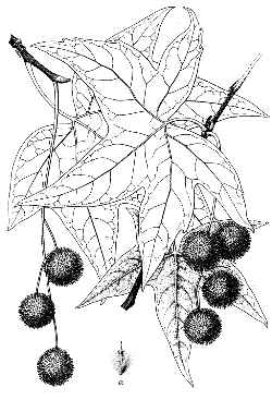 Arizona Sycamore(Platanus wrightii)