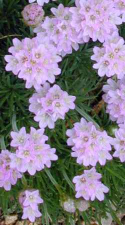 Juniper Thrift(Armeria juniperifolia)