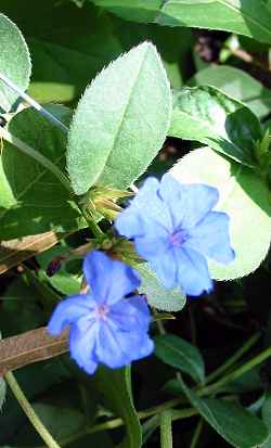 Blue Leadwood, Leadwort, Dwarf Plumbago(Ceratostigma plumbaginoides)