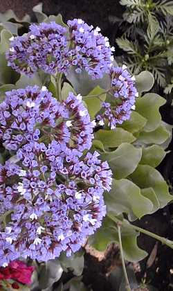Perez's Sea Lavender, Seafoam Statice(Limonium perezii)