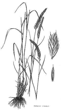 Crested Wheatgrass(Agropyron cristatum)