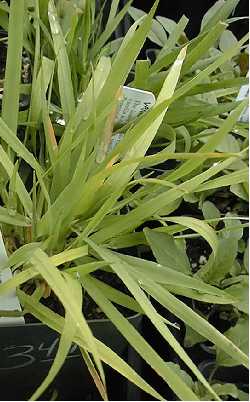 Sweet Vernal Grass(Anthoxanthum odoratum)