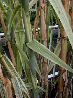 Giant Reed, Spanish Cane(Arundo donax)