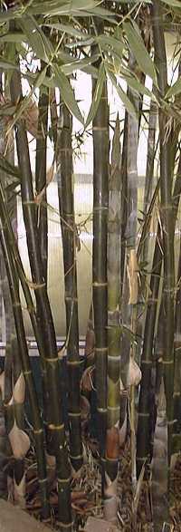 Clumping Giant Timber Bamboo(Bambusa oldhamii)