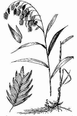 Indian Woodoats, Bamboo Grass(Chasmanthium latifolium)