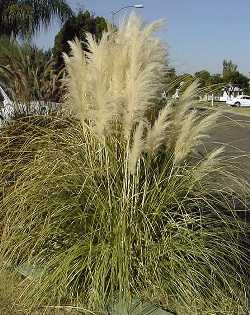 Pampas Grass(Cortaderia selloana)
