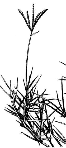 Bermuda Grass(Cynodon dactylon)